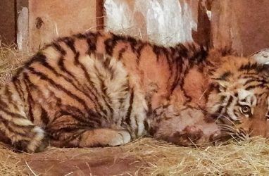 В Приморье взрослый тигр напал на тигрёнка. Его спасли люди