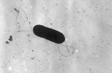 В Приморье в котлетах «Геркулес» нашли бактерии листерии