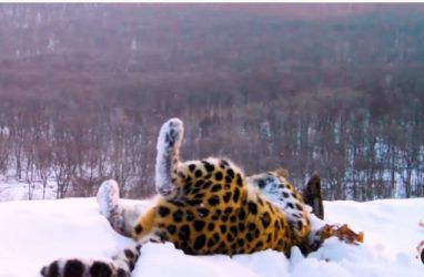 Снежные ванны леопарда в Приморье попали на видео