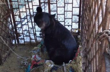 В Приморье собирают средства на спасение восьмилетнего медведя