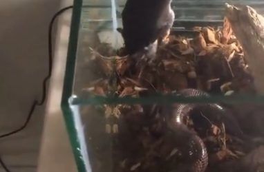 Завораживающее зрелище: кормление удава крысой записали на видео во Владивостоке