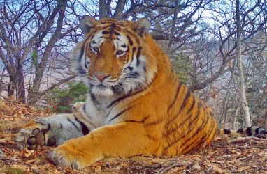 В Приморье выросло количество конфликтных ситуаций между тигром и человеком