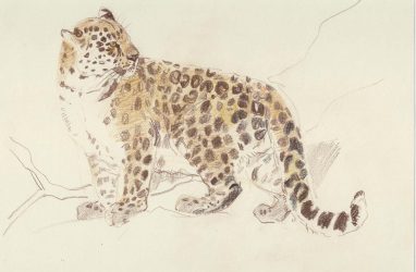Природе нацпарка «Земля леопарда» посвятят новую книгу