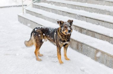 В России для владельцев собак могут ввести обязательное страхование ответственности