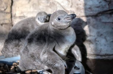 Это умилительно: редкие пингвины появились на свет в Приморье