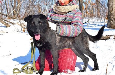 В Приморье помогли собаке, которую хозяин бросил на морозе в наморднике, привязав к столбу