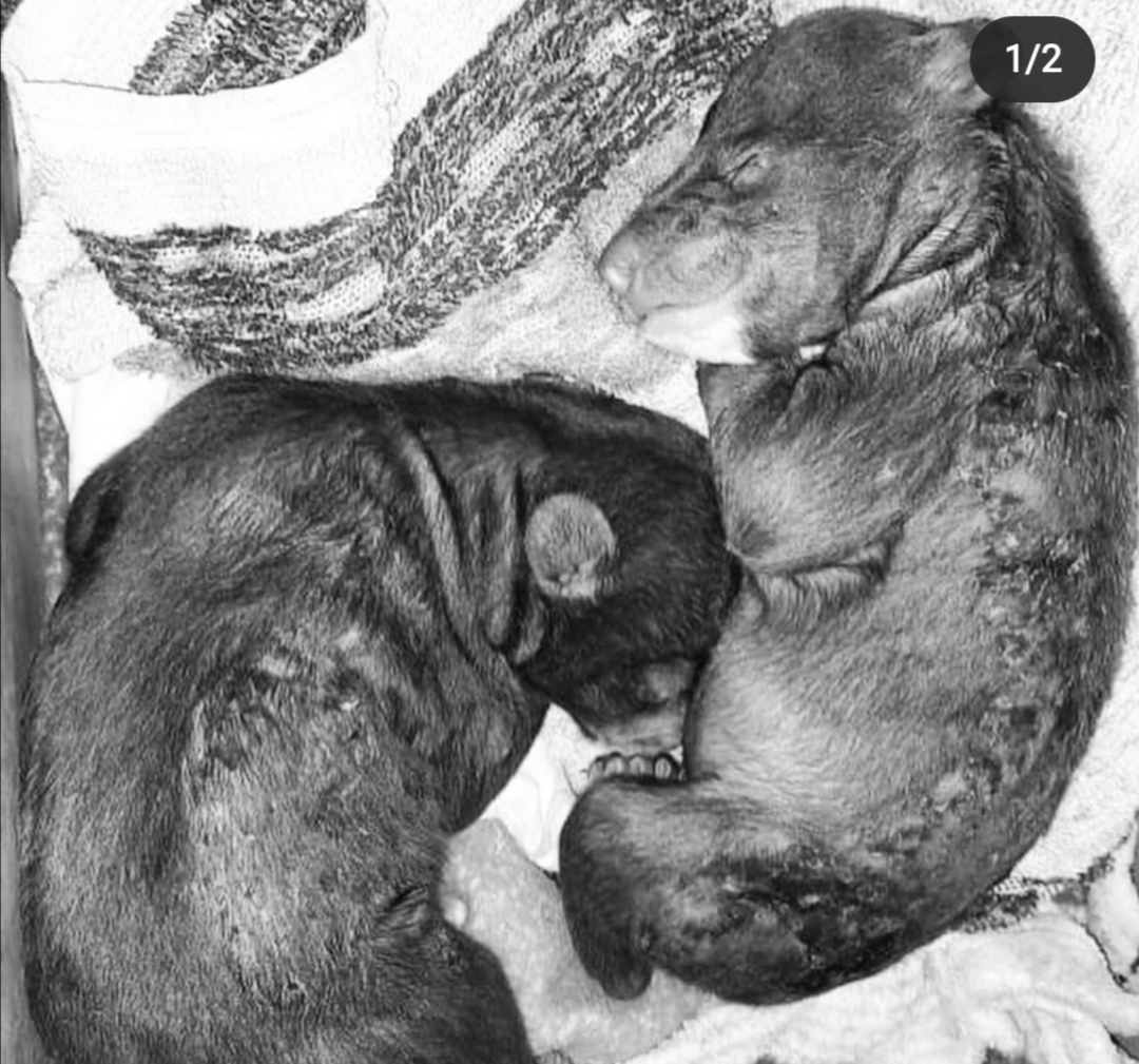 Чуда не произошло: двое медвежат погибли в Приморье, не успев открыть глаза