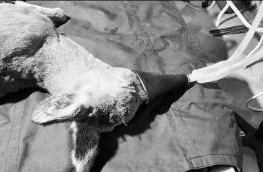В Приморье умерла косуля, которая спасалась от разъярённых собак