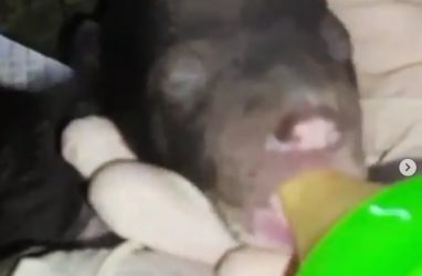 Умилительное кормление новорождённых медвежат-сирот показали в Приморье — видео