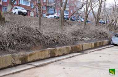 Берегитесь клещей: «ледяной дождь» приготовил новый опасный «сюрприз» жителям Владивостока