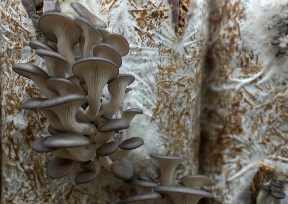 Фермер из Уссурийска выращивает до пяти тонн грибов в месяц