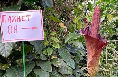 Самый экстравагантный в мире «трупный» цветок расцвёл в Приморье 8 марта