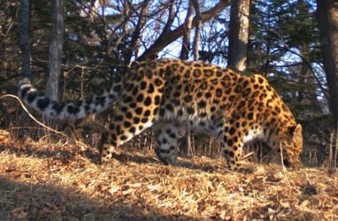 В Приморье опубликовали снимки леопарда-"пограничницы"