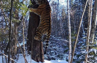 Взрослый тигр пугает жителей Приморья несколько ночей — очевидцы