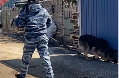 Служебный пёс по кличке Рик помог раскрыть кражу в Приморье
