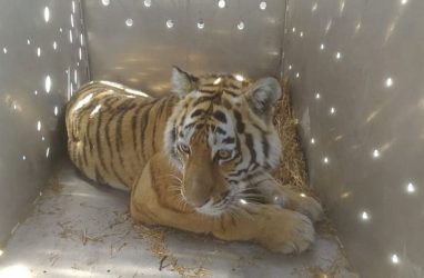 Очень хитрого тигра, наводившего ужас на людей, поймали в Приморье