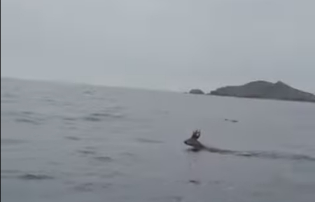 В Приморье олень поплыл в море, спасаясь от собак — видео