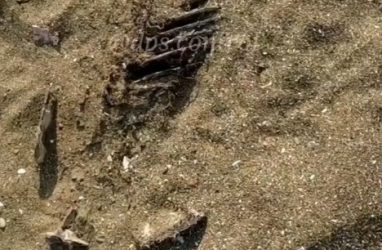 «Похож на человеческий»: скелет на пляже в Приморье шокировал отдыхающих — видео