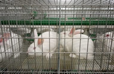 В Приморье заинтересовались промышленным производством крольчатины