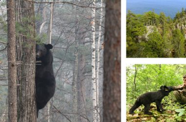 В Приморье будут снимать уникальный фильм о гималайских медведях