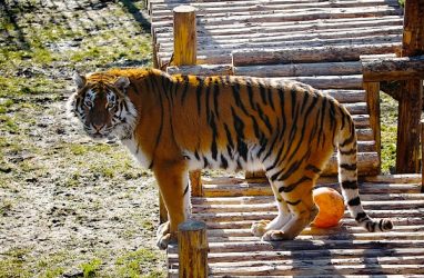 У пожилого тигра Тайфуна в Калининграде может возникнуть паралич лап