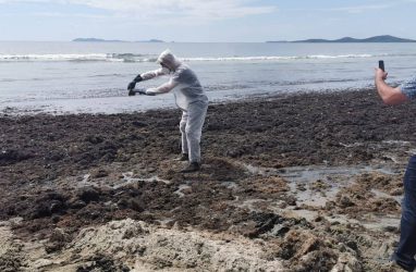 Один из самых популярных пляжей Приморья активно чистят от опасных скоплений морской травы
