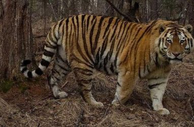 Тигра Осторожного не убили: он попал в «фотоловушку»