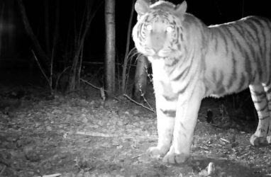 Убийц тигра Павлика отправили в тюрьму на пять лет
