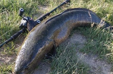 «Ого!»: в Приморье поймали восьмикилограммового змееголова
