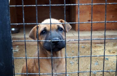 В России введут компенсации за нападения собак?