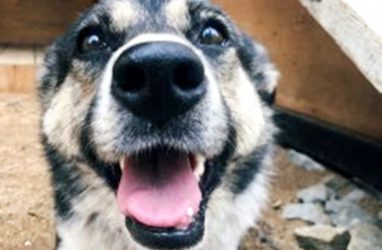 Жителей Владивостока пригласили в приют для собак выбрать себе четвероногого друга