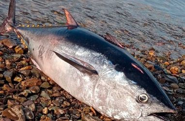 Огромного тунца поймал рыбак в Приморье