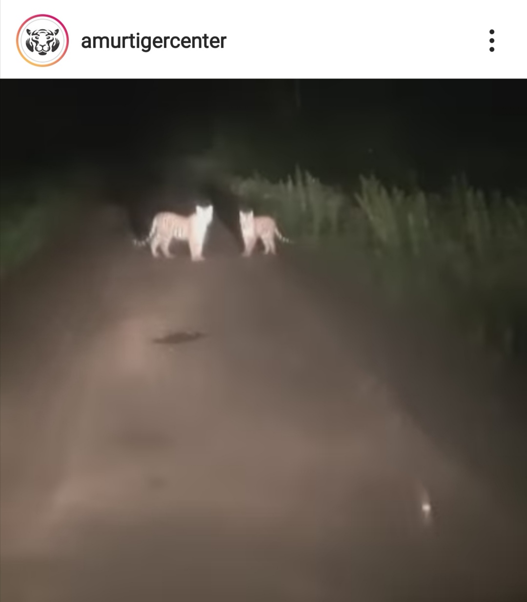 В Приморье водитель встретил на дороге сразу троих тигров — видео