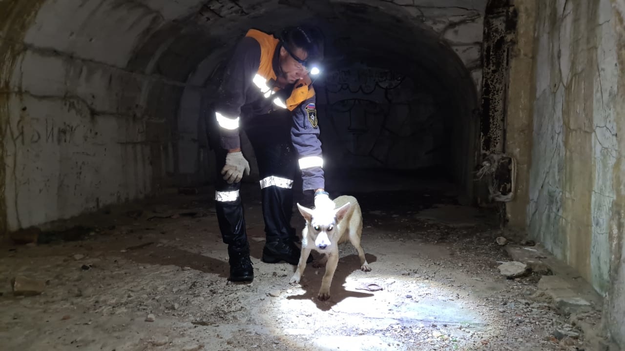 В одном из фортов Владивостокской крепости спасли собаку