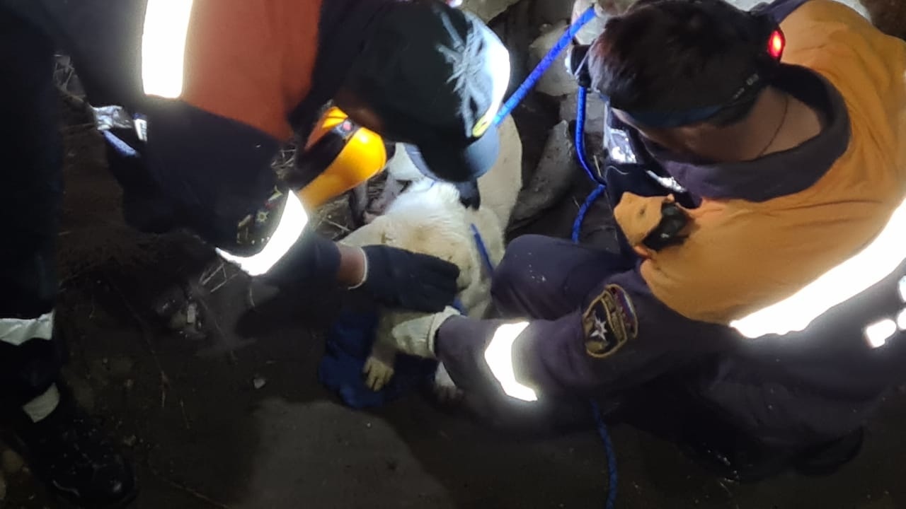 Спасатели рассказали, как поднимали собаку из форта на острове Русский — фото