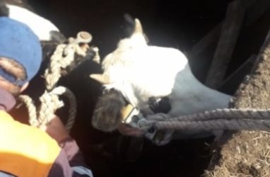В Приморье спасатели пришли на помощь корове