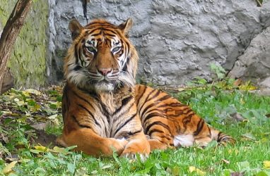 Тигры переболели коронавирусом в Индонезии