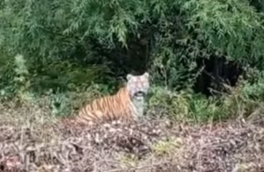 В Амурской области обнаружилась тигрица из Приморья, пережившая реабилитацию