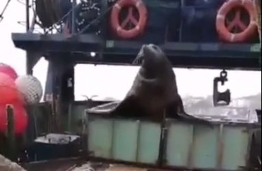 Огромный тюлень забрался на рыболовецкое судно, отбирая у людей добычу