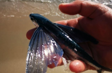 Фото летучей рыбы из Приморья бурно обсуждают в Сети