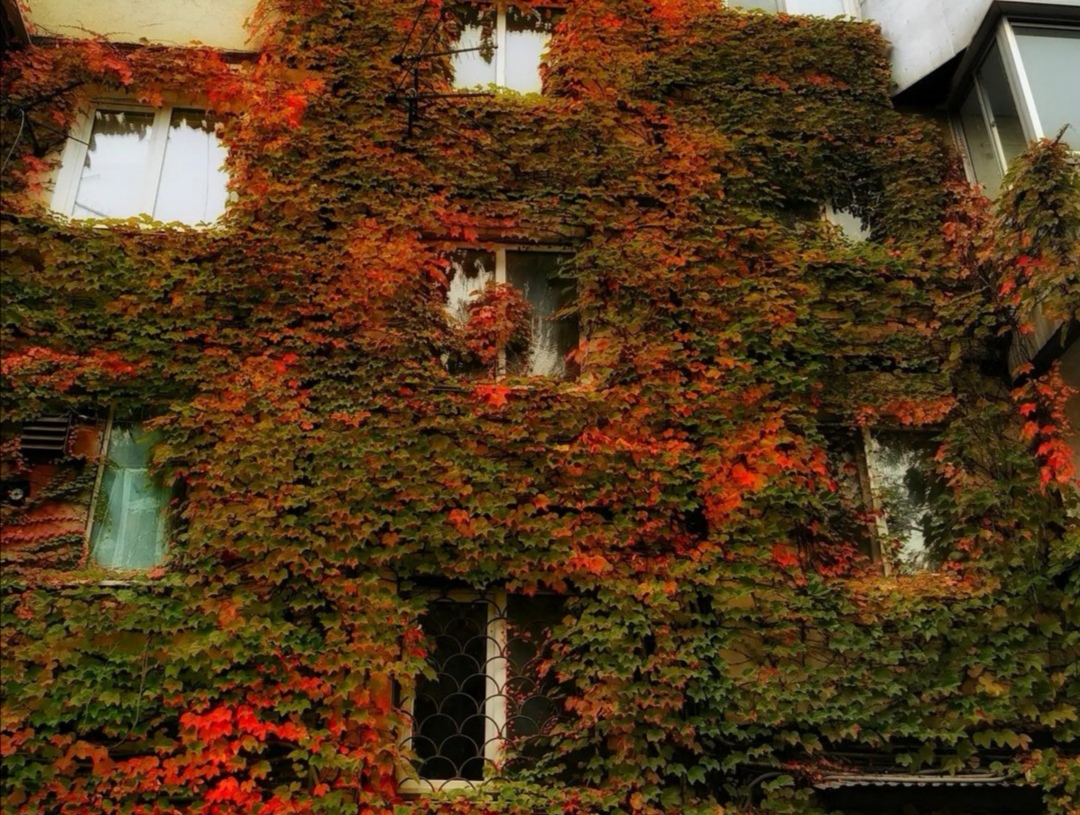 «Невероятно красиво!»: пятиэтажку, покрытую алой листвой, запечатлела фотограф из Владивостока
