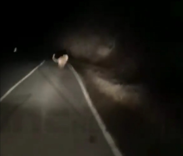 Жизнерадостный тигр, бегущий по дороге, взбудоражил приморца — видео