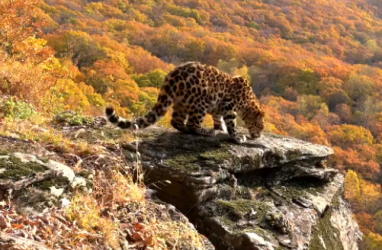 Leo 207F: ещё одного нового леопарда встретили в Приморье
