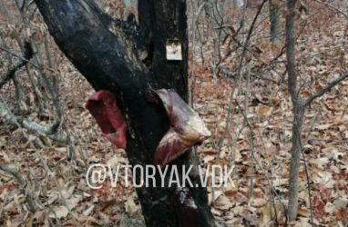 Куски мяса нашли на месте проведения загадочного ритуала во Владивостоке
