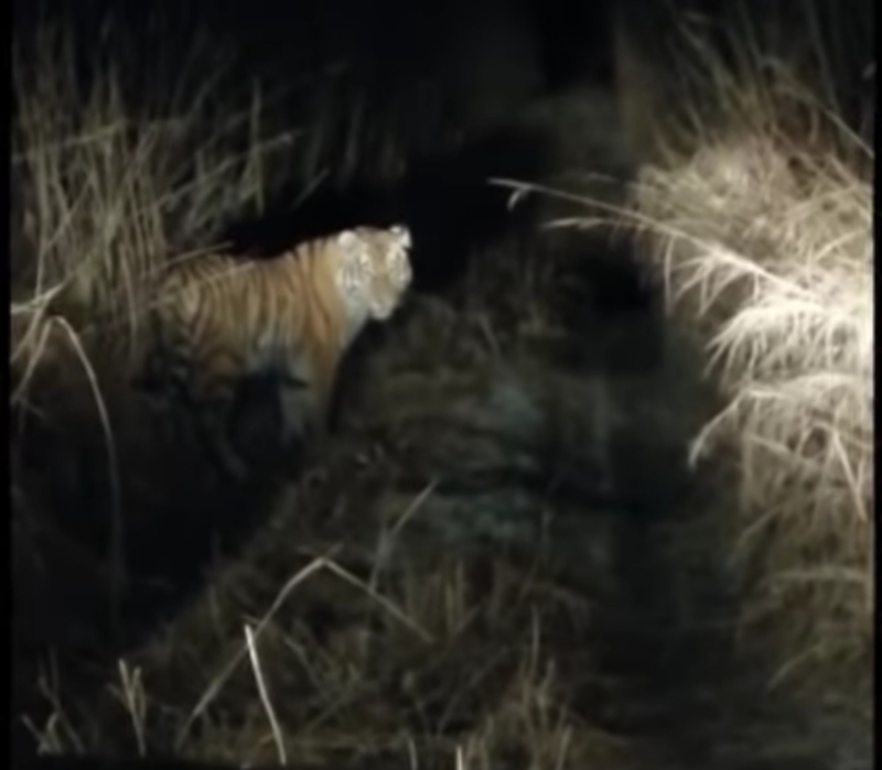 «Ё-маё...»: бесстрашный тигр не пропускал водителя в Приморье — видео