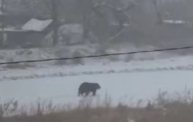 «Напал на женщину»: медведь бегает по Артёму — видео