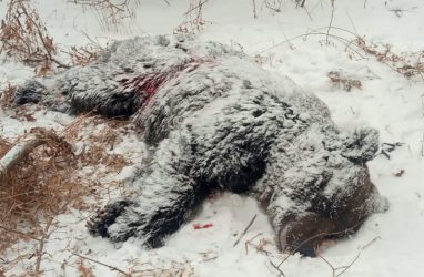 Медведя, ранившего двух человек, застрелили в Приморье (18+)