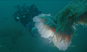 Самая большая в мире медуза попалась на видео в Приморье