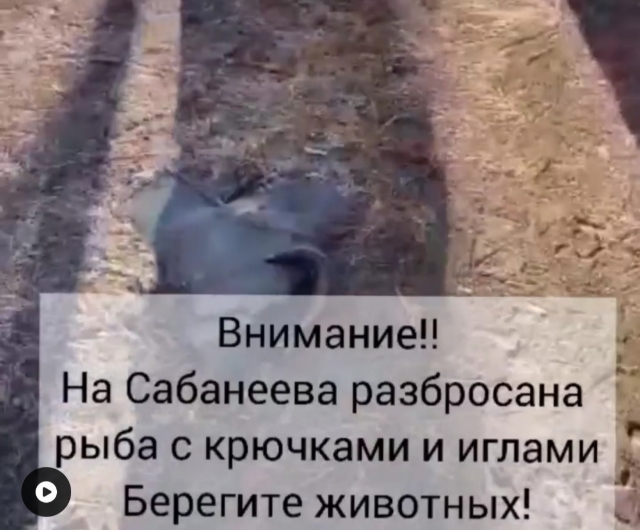 «Берегите животных!»: рыбу с иглами и крючками разбросали во Владивостоке — видео