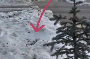 Готовятся к Новому году: во Владивостоке уже украли две ёлки с улиц города